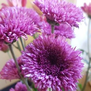 Meet your Posher, Fatimaa